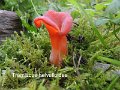 Guepinia helvelloides-amf850-1